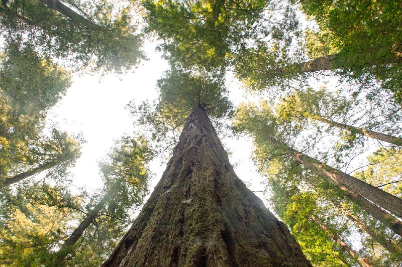 20150822_152009 D3S.jpg - Giant redwoods, Humbolt Redwood State Park,